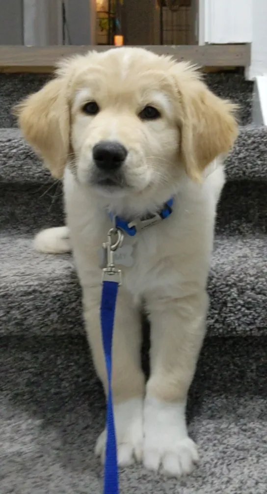 Floofed