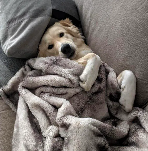 Midday Couch Nap