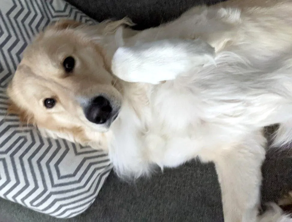 Paintmelikeoneofurfrenchpoodles 2