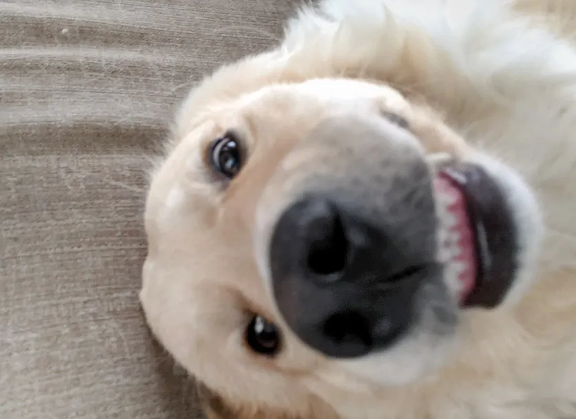 Ready4 Boops