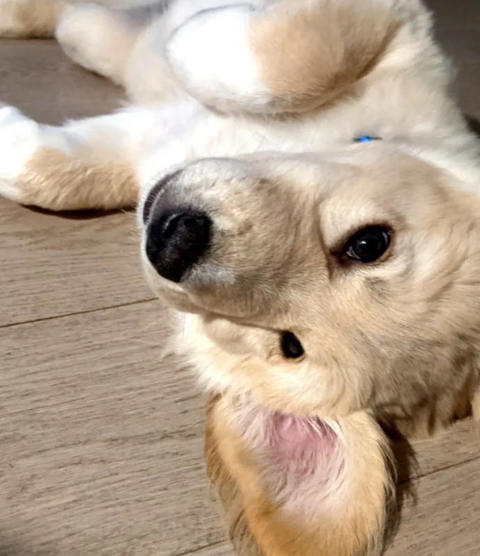 Rollover