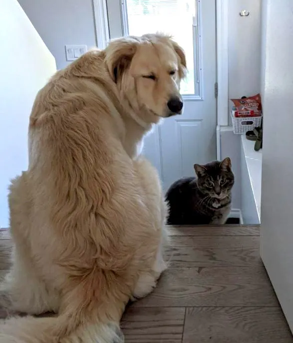 Sleepystairs
