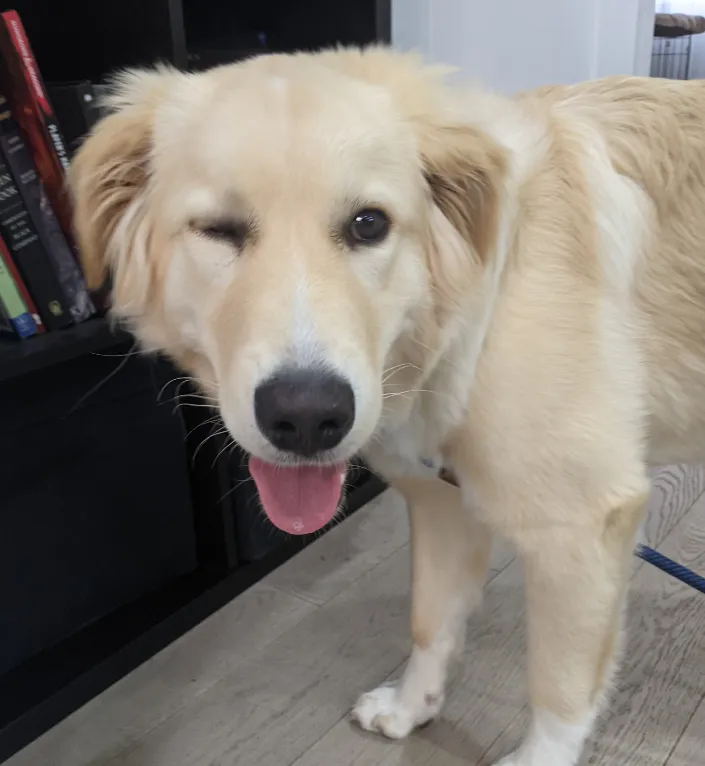 Winkyboi