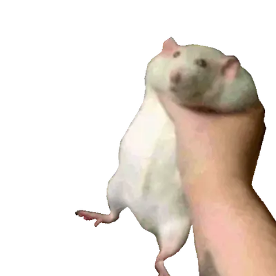 Hamshake