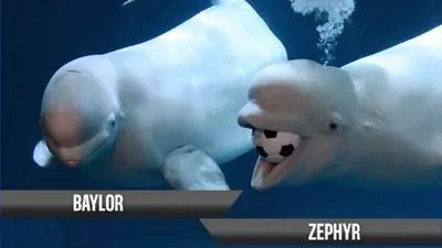 Beluga Footy