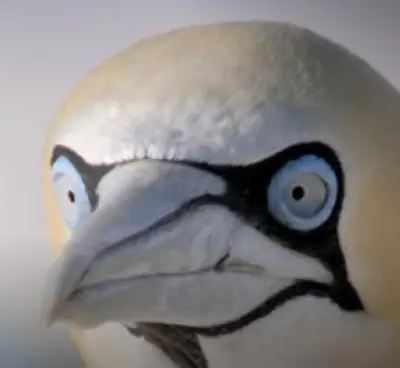 Mfw Bird