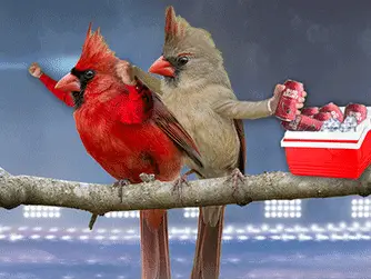 Bros