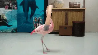 Flamingo