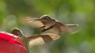 Hummingbirds