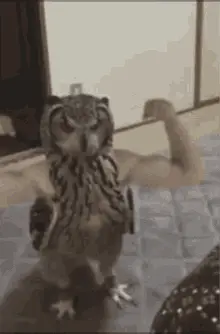 Owljacked