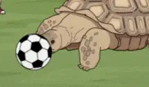 Tortuga 2