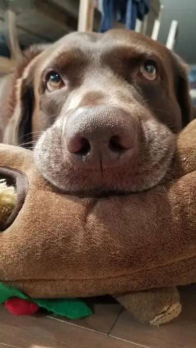 Choc Boop Toy Edition
