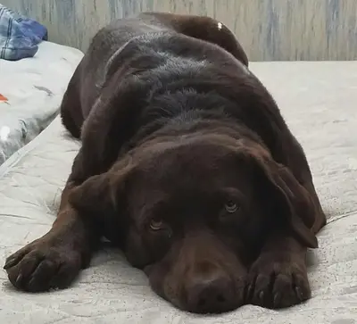 Choc Boopabol Bed