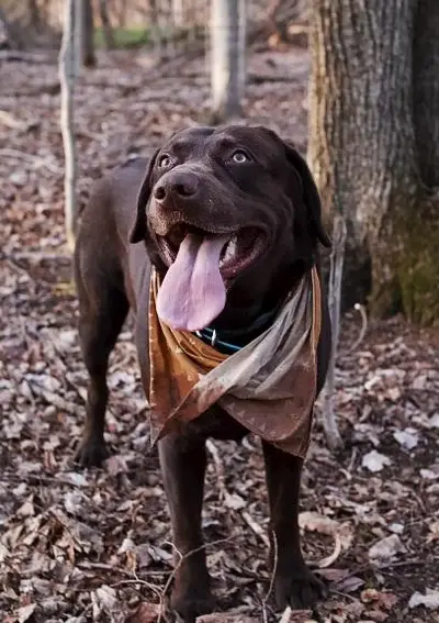 Choc Keke