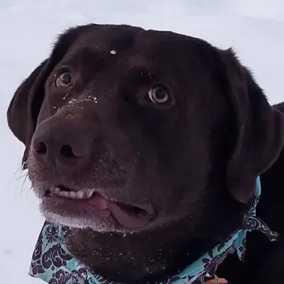 Choc Mfw