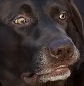 Choc O O