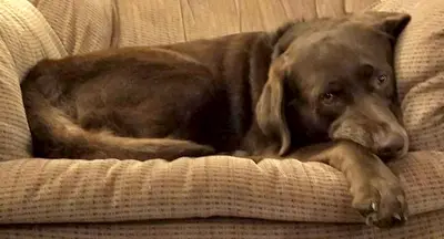 Choc Sleepycouch