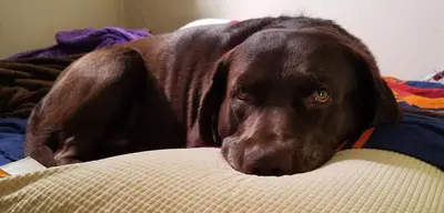 Choc Sleepyweepy