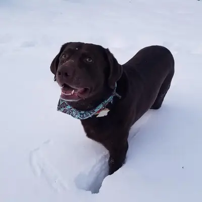 Choc Snow