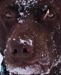 Choc Snowcaineface