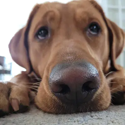 Choco Biggest Boop