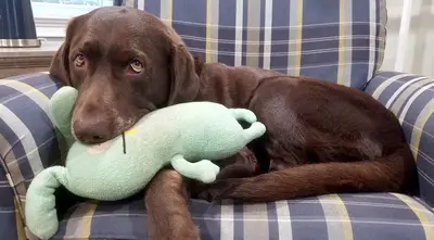 Choco Couchtoy