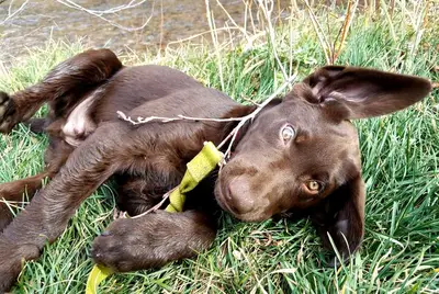 Choco Grass