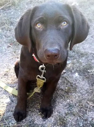 Choco Puppyeyes
