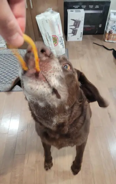 Choco Spaghootol