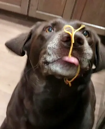 Choco Spaghootoughl
