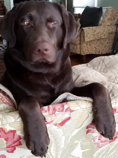 Choco Suspicioughs