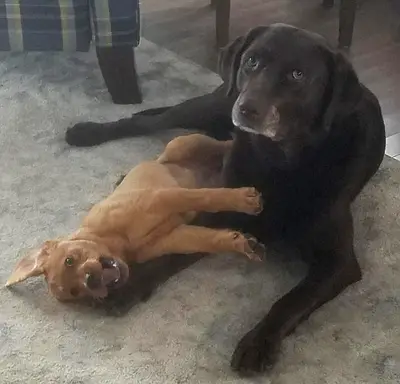 Dis is Not a Normal Puppy