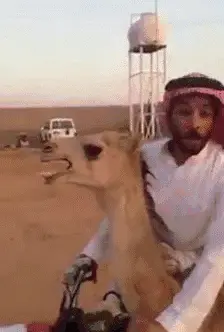 Camelatv