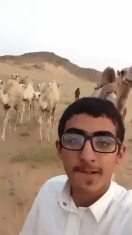 Camelsmash