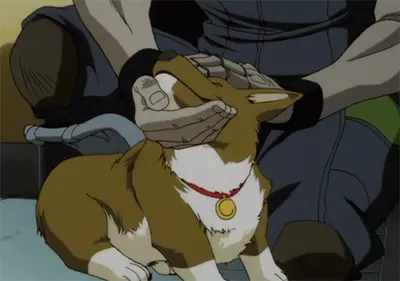 Pet