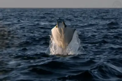 Flying Stingray