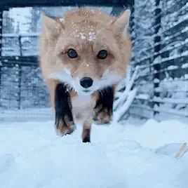 fox11