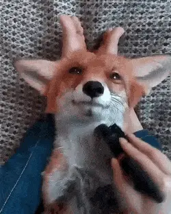 fox12