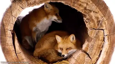 Cute Fox GIF 7