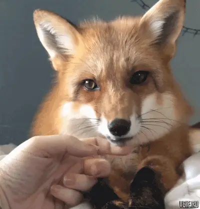 Fox1