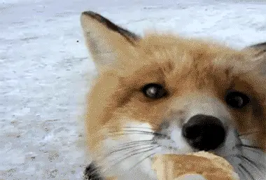 Fox2