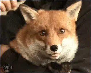 Fox3
