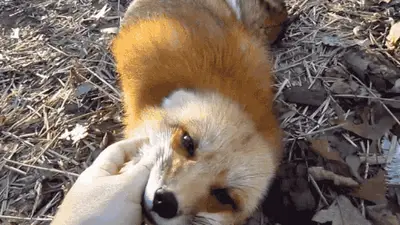 Fox4