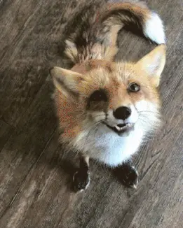 Fox6