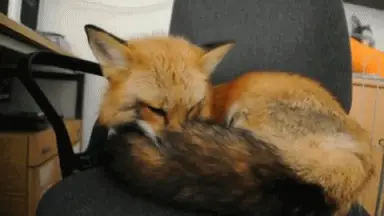 Fox7