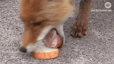Fox8