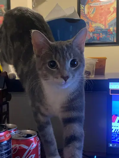 Cola