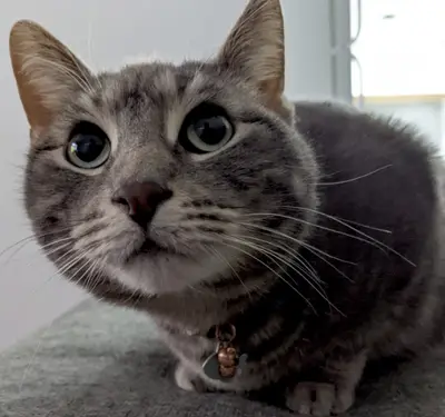 Boopmepls