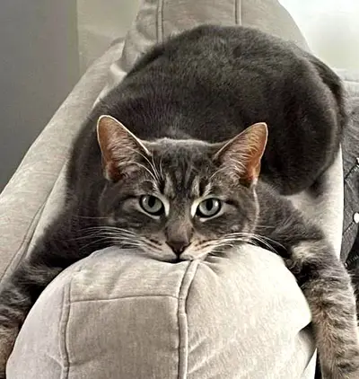 Couchstare