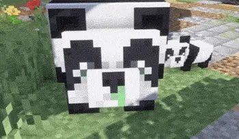 Pandas Looking